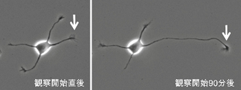 培養液の中で育てた神経細胞が突起を伸ばす様子。90分の観察の間に神経細胞の突起が伸びているのがわかる（矢印）