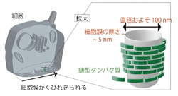 細胞内で、小胞が作られる際のイメージ。細胞膜がくびれ、きられる際に、鋳型たんぱく質が細胞膜の形をつくる（nm＝ナノ・メートル）