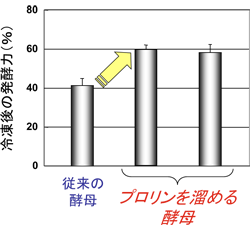 プロリンをためる酵母は、冷凍後も発酵力を維持する