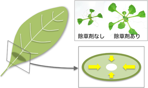 右下は、脂肪酸から維管束に向かって細胞が増えすぎないように指令が出ている様子。薄めた除草剤でこの制御を乱すと、右上のように植物が大きくなる