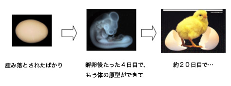 ヒヨコの発生