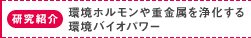 研究紹介：環境ホルモンや重金属を浄化する環境バイオパワー