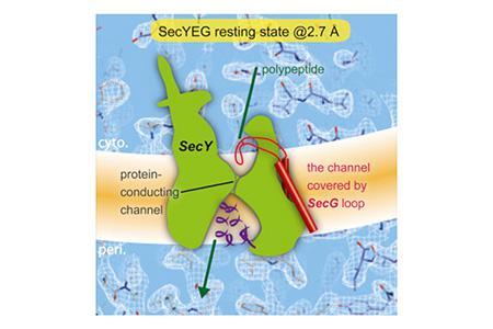 Crystal Structures of SecYEG in Lipidic Cubic Phase Elucidate a Precise Resting and a Peptide-Bound State (November 13, 2015)
