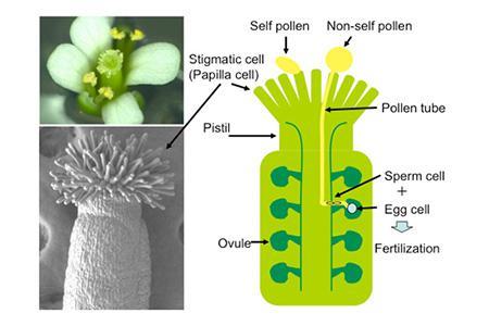 Plants find their own pollen via the neural-transmission-like signaling transduction system (September 2, 2015)