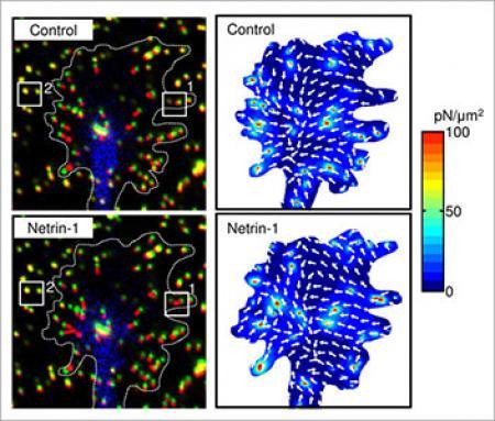The mechanism of the force generation for axon outgrowth (August 11, 2015)