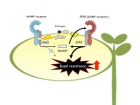 A proposed model for PEPR-mediated basal resistance following BAK1 depletion. When pathogen attack induces depletion of BAK1, MAMP-triggered outputs from BAK1-dependent receptors are weakened. However, in the presence of pathogen effectors, PROPEP3 induct