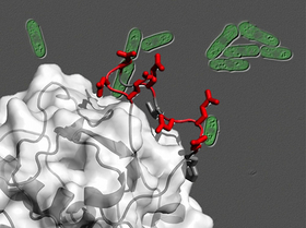 Fission yeast cells and the CRIM structure determined in this study