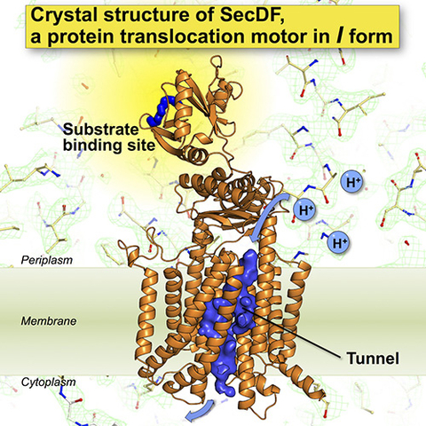 Elucidating the detailed mechanisms of motor protein SecDF in protein translocation across the membrane. (May 3, 2017)