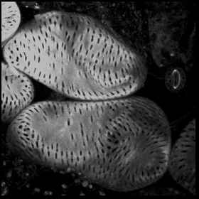 Plant leaf cells can be converted into wood cells with patterned and thick cell walls through a newly developed cell culture system.