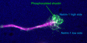 A slight concentration gradient (0.4%) in netrin-1 (blue) induces a 71% difference in shootin1a phosphorylation (green) within growth cones.