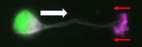 At the tip of the neuronal leading process, shootin 1b (red) couples F-actin retrograde flow (force) with cell adhesion, thereby pushing off the surrounding surface (red arrows) for migration (white arrow).
