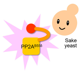 PP2A<sup>B55δ</sup> is the key molecule that makes sake yeast punch-drunk happy.