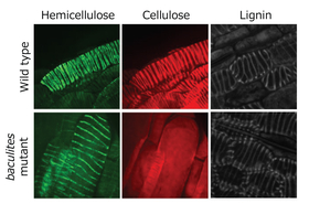 Patterns of different polymers in xylem cells.