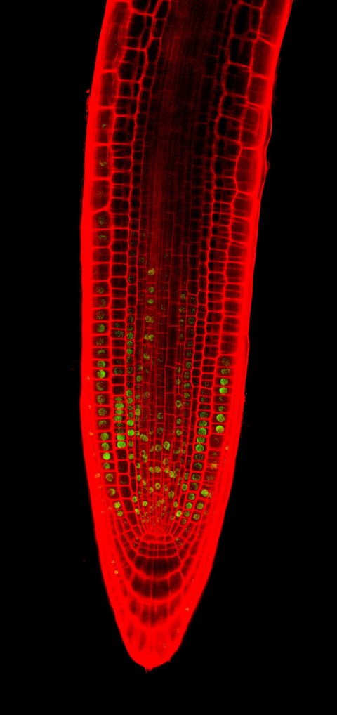 Plants grow less in hotter temperatures