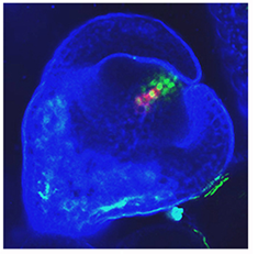  KNUCKLES and WUSCHEL expression are seen to colocalize in the nucleus to suppress floral stem cell activation.