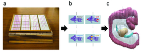 A set of histological serial sections of a human embryo (a) with organ annotations (b) and 3D reconstruction (c).