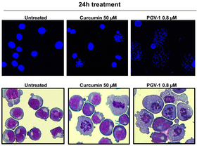 Tumor cells were treated with curcumin (50 μM) and PGV-1 (0.8 μM) for 24hr, and then subjected to Mitotic spread assay (upper panels) and Giemsa staining (lower panels). PGV-1 treatment markedly arrested tumor cells in the prometaphase stage (M phase) of 