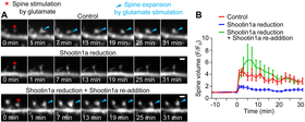 Shootin1a Is Required for Spine Structural Plasticity.