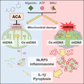 ACA ameliorates mitochondrial damage, leading to the suppression of NLRP3-inflammasome activity and subsequent IL-1b release.