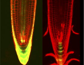 <i>Arabidopsis</i>  root tips treated with DNA-damaging agents. Green color indicates cytokinin (left) and auxin (right) signals that increase and decrease, respectively, in response to DNA damage.
