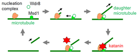 In wild-type plant cells, lattice-bound Msd1 (filled green circle) recruits cytoplasmic Wdr8 (open green circle) to form a heteromeric complex, which is translocated to and associated with a microtubule nucleation complex (orange) on a preexisting microtu