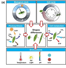 The variation of shape in <i>E. gracilis</i>  is correlated to biological clock, photosynthesis, cell metabolism, cell cycle, and environmental factors. 