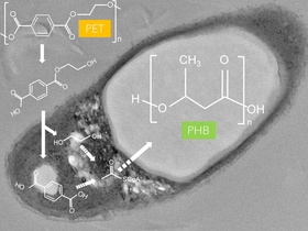 <i>I. sakaiensis </i> grown on poly(ethylene terephthalate) (PET) accumulates poly(3-hydroxybutyrate) (PHB).