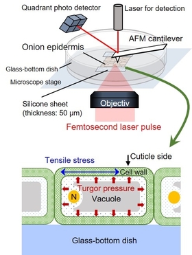 Contribution of turgor pressure to the cell wall stiffness was probed by atomic force microscopy (AFM) and laser perforation, and analyzed by elastic shell theory.