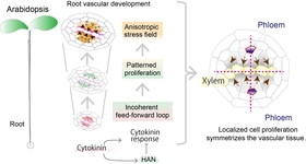 A mechanism symmetrizing the vascular tissue boundary in Arabidopsis root.