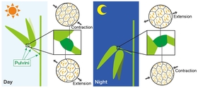 A model of the expansion and contraction of pulvinar motor cells associated with the opening and closing of pulvinar slits in legume leaf movement.