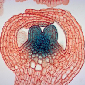 KNU expression in floral buds at stage 6.