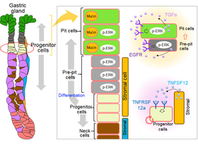 Model for the mechanisms of gastric stem cell differentiation and maintenance.  