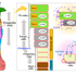Secret of stem cells protecting the gastric mucosa