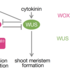 Uncovering secrets of plant regeneration