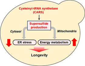 Supersulfides play a fundamental role in longevity: maintaining protein folding in the endoplasmic reticulum (ER) and energy production in mitochondria.