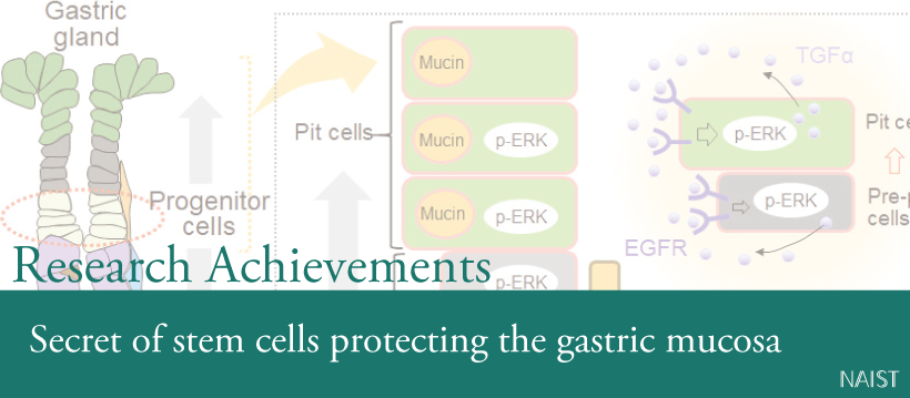 Secret of stem cells protecting the gastric mucosa