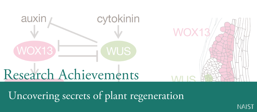 Uncovering secrets of plant regeneration