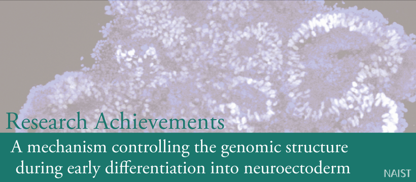 A mechanism controlling the genomic structure during early differentiation into neuroectoderm