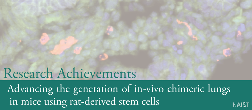 Advancing the generation of in-vivo chimeric lungs in mice using rat-derived stem cells