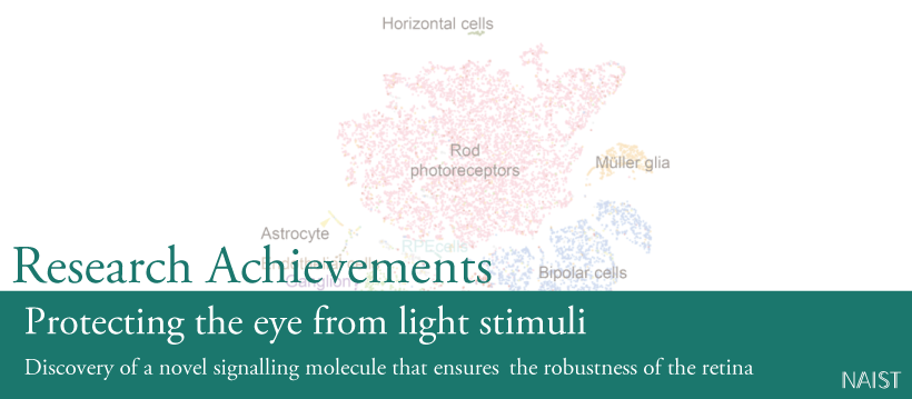 Protecting the eye from light stimuli ~Discovery of a novel signalling molecule that ensures the robustness of the retina~