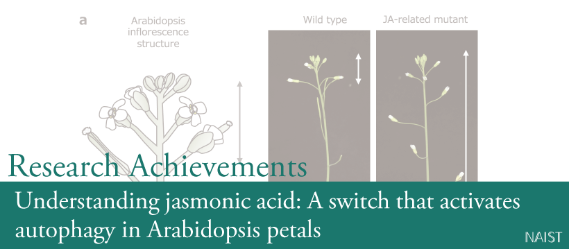 Understanding jasmonic acid: A switch that activates autophagy in Arabidopsis petals