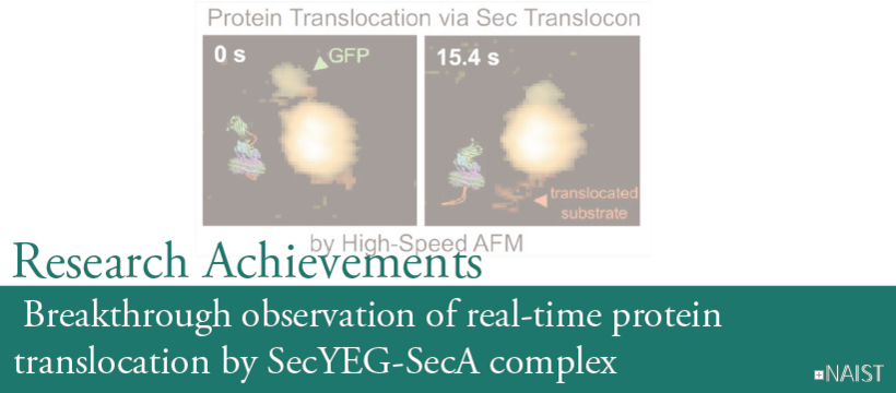 Breakthrough observation of real-time protein translocation by SecYEG-SecA complex