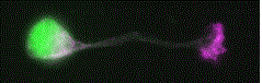 Fig.3
