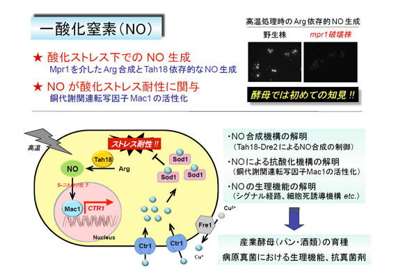 一酸化窒素（NO）