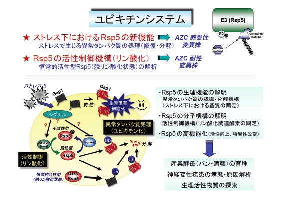 ユビキチンシステム