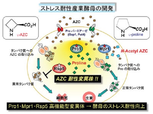 産業酵母の育種