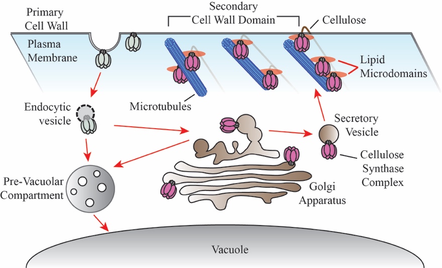 A model of the intracellular trafficking pathways of cellulose synthase enzymes (CESAs)
