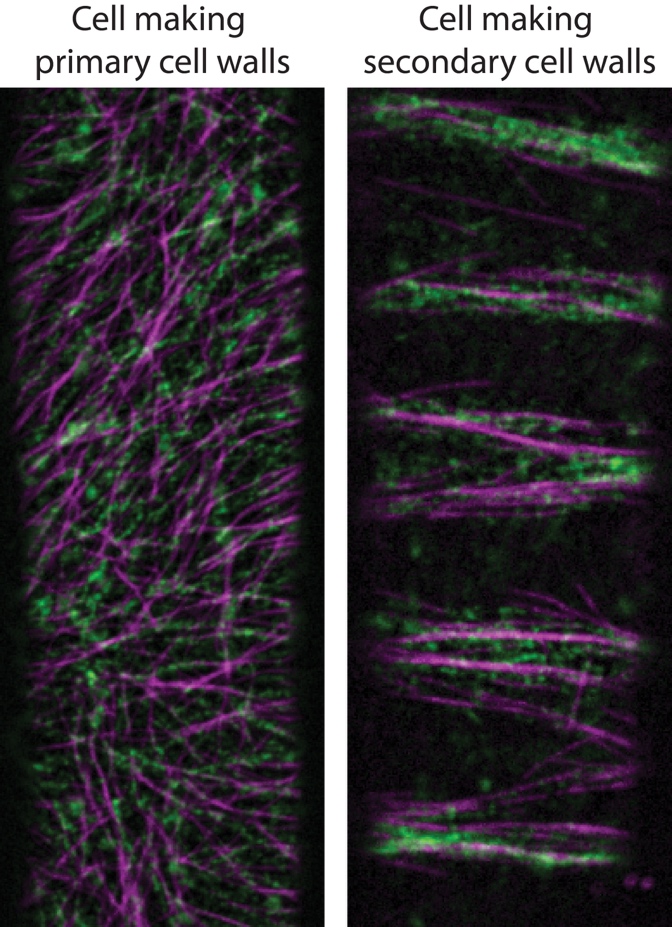 Confocal images of two cells