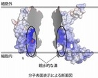 [プレスリリース]バイオサイエンス研究科膜分子複合機能学研究室の塚崎智也准教授らの研究グループが、タンパク質を細胞膜に組み込むメカニズムを解明しました（2014/04/17）