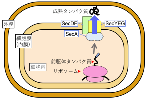  〔プレスリリース〕細胞膜を越えてタンパク質を輸送するモータータンパク質の詳細な作動原理を解明